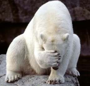 Polar-Bear-hiding-face